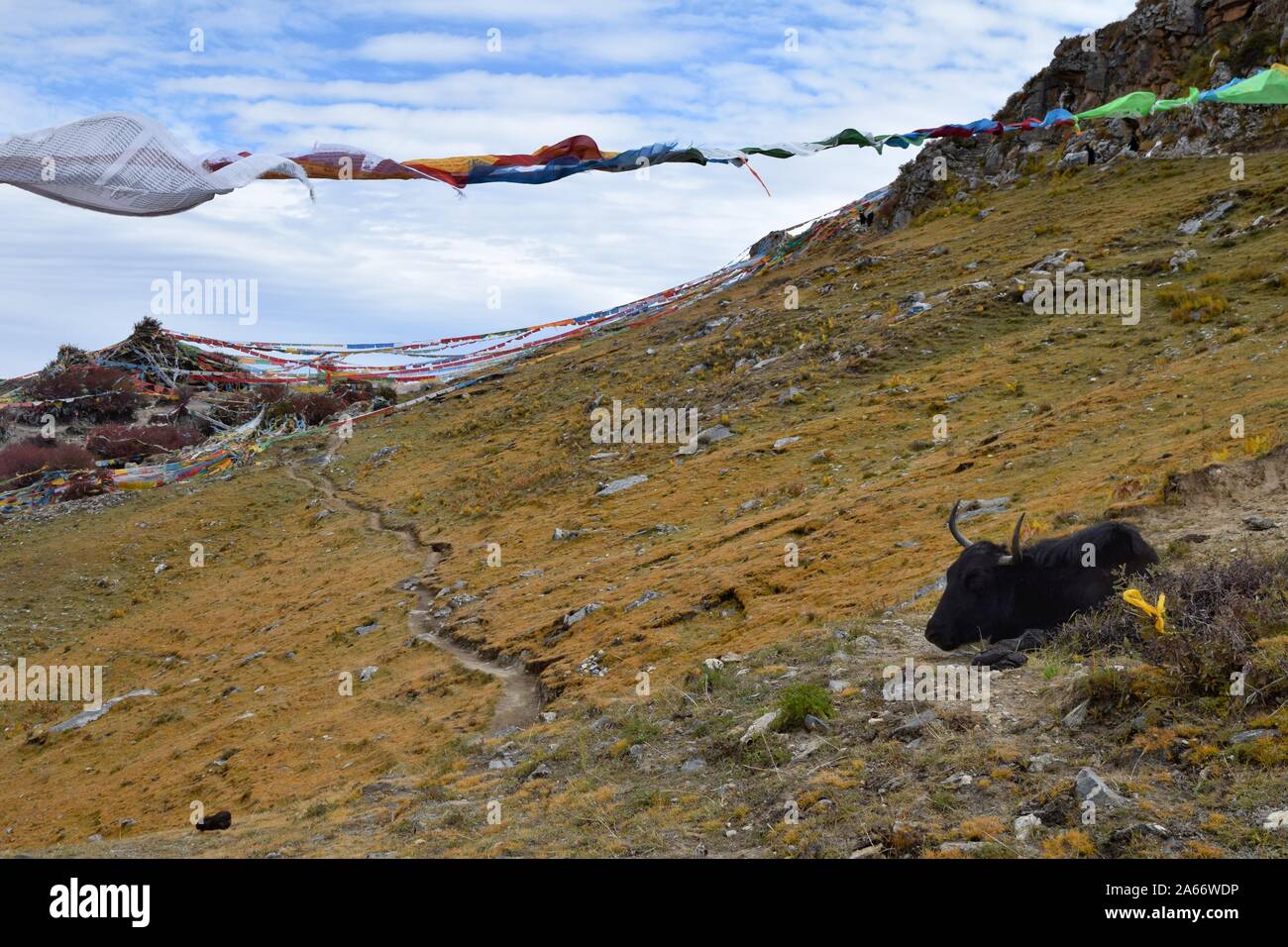Wild Yak prende un periodo di riposo in tibetano terreni di pascolo. Preghiera tibetano bandiere in background. Foto Stock
