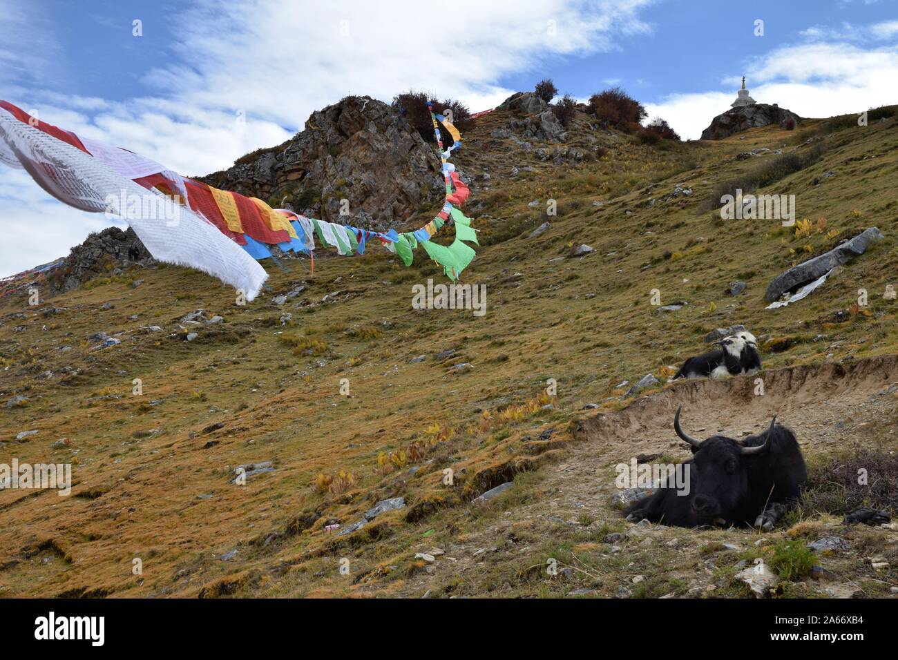 Wild Yak prende un periodo di riposo in tibetano terreni di pascolo. Preghiera tibetano bandiere in background. Foto Stock