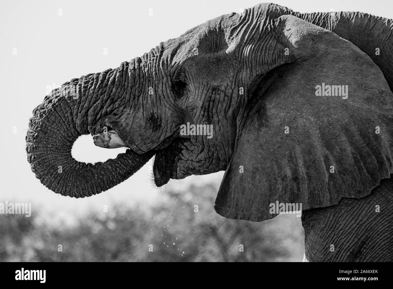 Elefante al parco nazionale Etosha in Namibia, Africa Foto Stock
