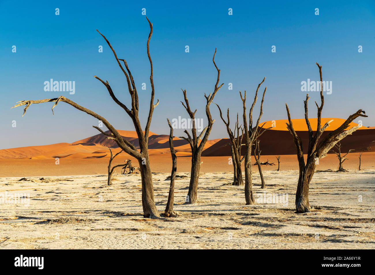 Vecchi alberi morti, Deadvlei, Namib-Naukluft National Park, Sesriem, Namibia Foto Stock