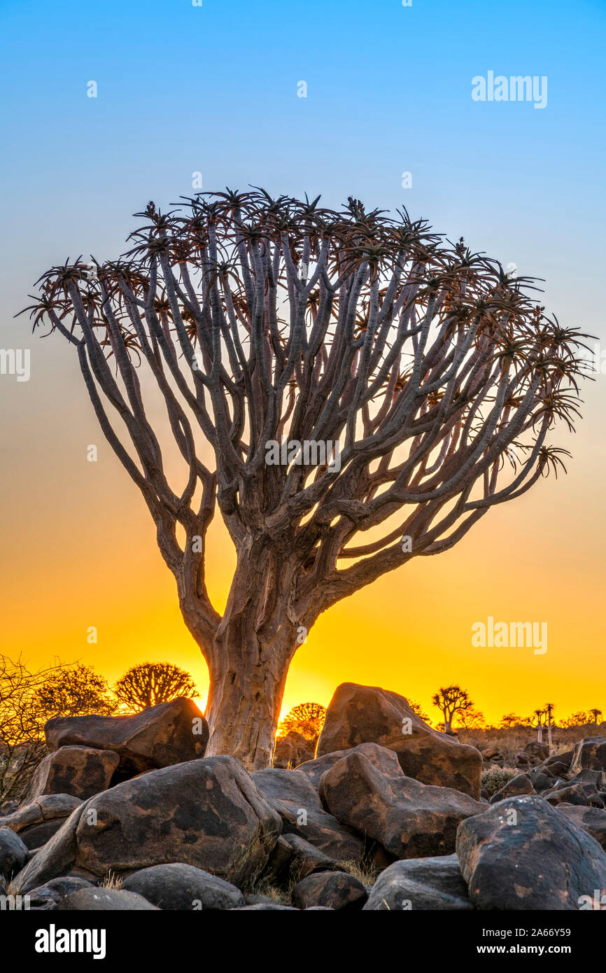Faretra albero o Aloidendron dichotomum, Quiver Tree Forest, Keetmanshoop, Karas, Namibia Foto Stock
