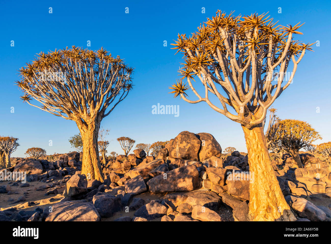 Faretra albero o Aloidendron dichotomum, Quiver Tree Forest, Keetmanshoop, Karas, Namibia Foto Stock