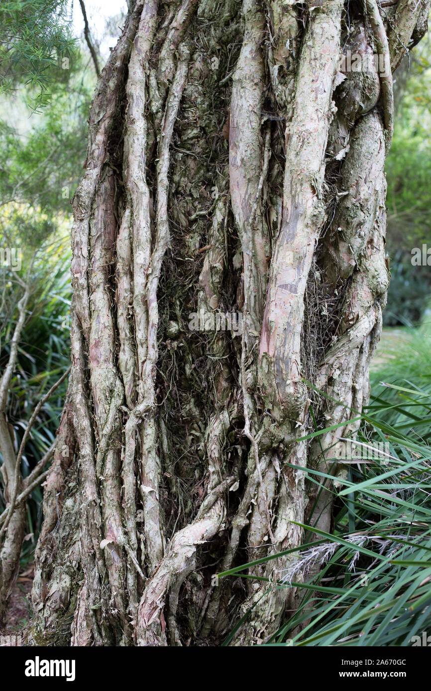 Melaleuca linariifolia, comunemente noto come la neve in estate, stretto-lasciava paperbark e lino-lasciava paperbark. Foto Stock