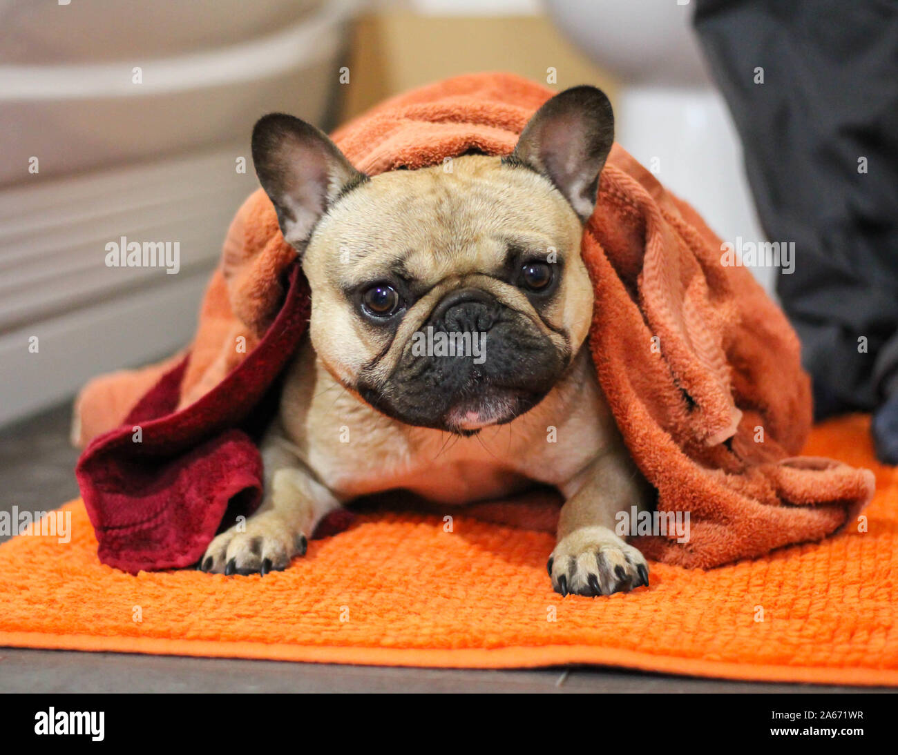 Bulldog francese cane avvolto in asciugamano dopo il bagno si asciuga Foto Stock