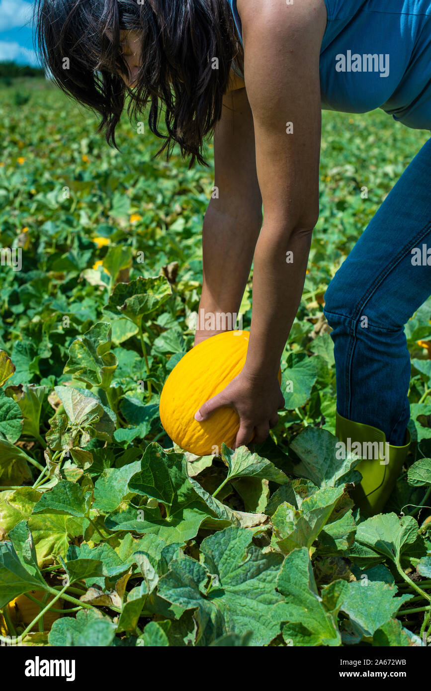 Harvest canary meloni. Giornata di sole. Raccolta di meloni gialli nella piantagione. Donna tenere il melone in una grande azienda agricola. Foto Stock