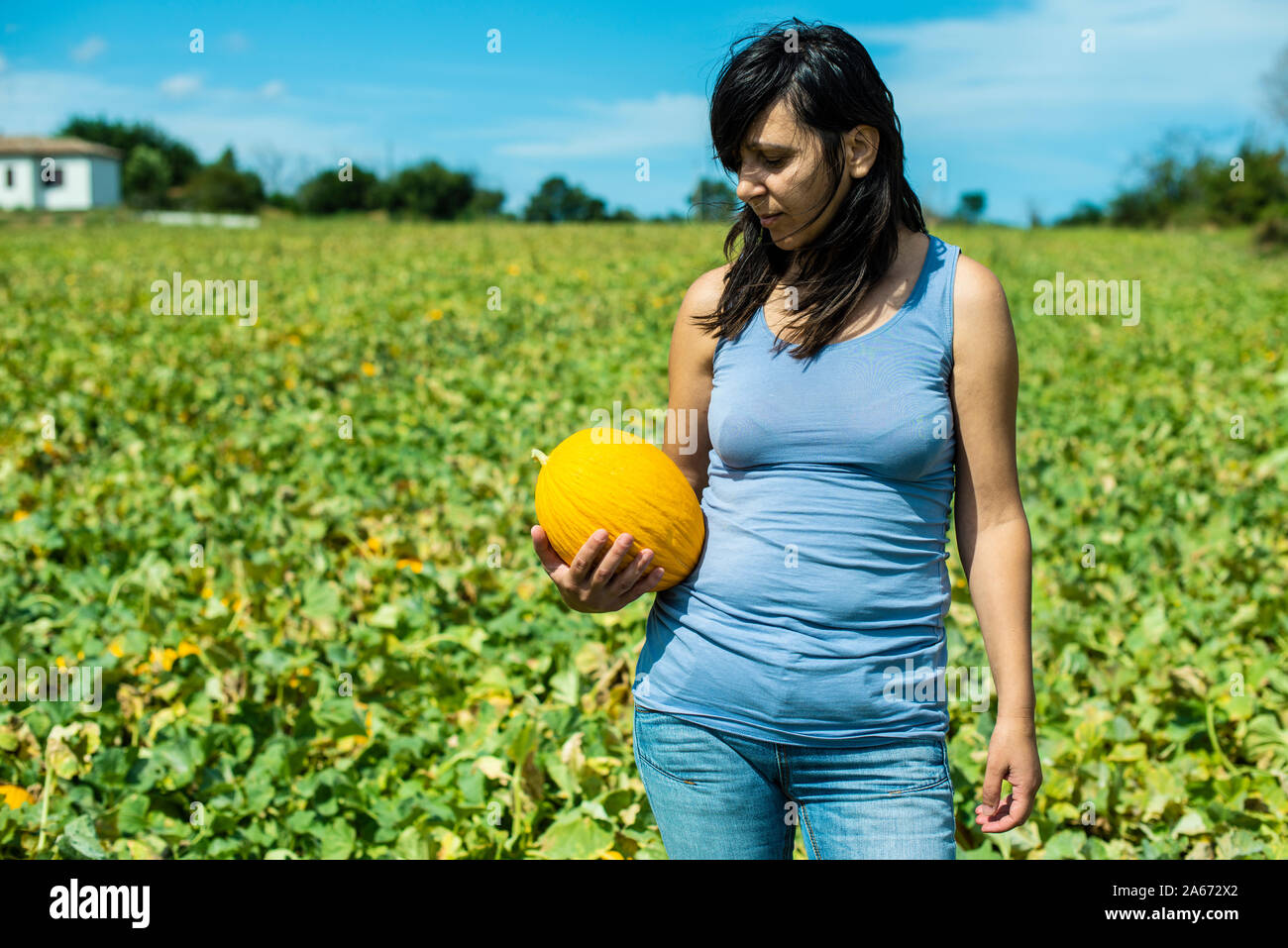 Harvest canary meloni. Giornata di sole. Raccolta di meloni gialli nella piantagione. Donna tenere il melone in una grande azienda agricola. Foto Stock