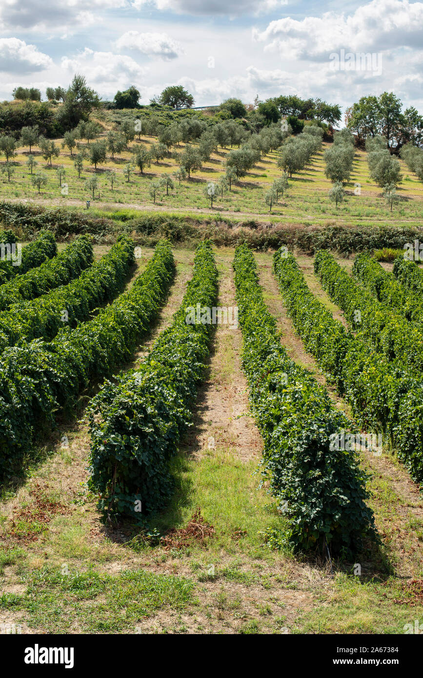 Vigneti in righe. Alta viste da fuco. Retroilluminazione del tramonto. Immagine panoramica. Coltivazione di uve del vino in Italia. Foto Stock