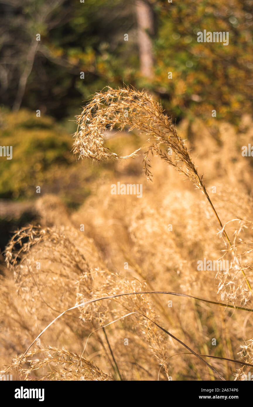 Golden erba in primo piano closeup in piedi fuori dallo sfondo Foto Stock