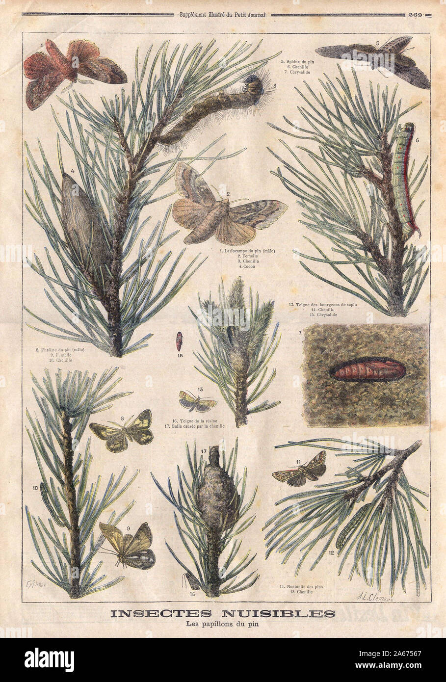 Sphinx du pin G. Chenillc Lasiocampe du pin 2. 4. Cocon Teigne des bourgeons de sapin Chenillc Chrysalide Teigne de résine Galle causée par la chenillé Noctuelle des Pins 12. Les papillons du pin - In "Le Petit Journal' Francese giornale illustrato Foto Stock