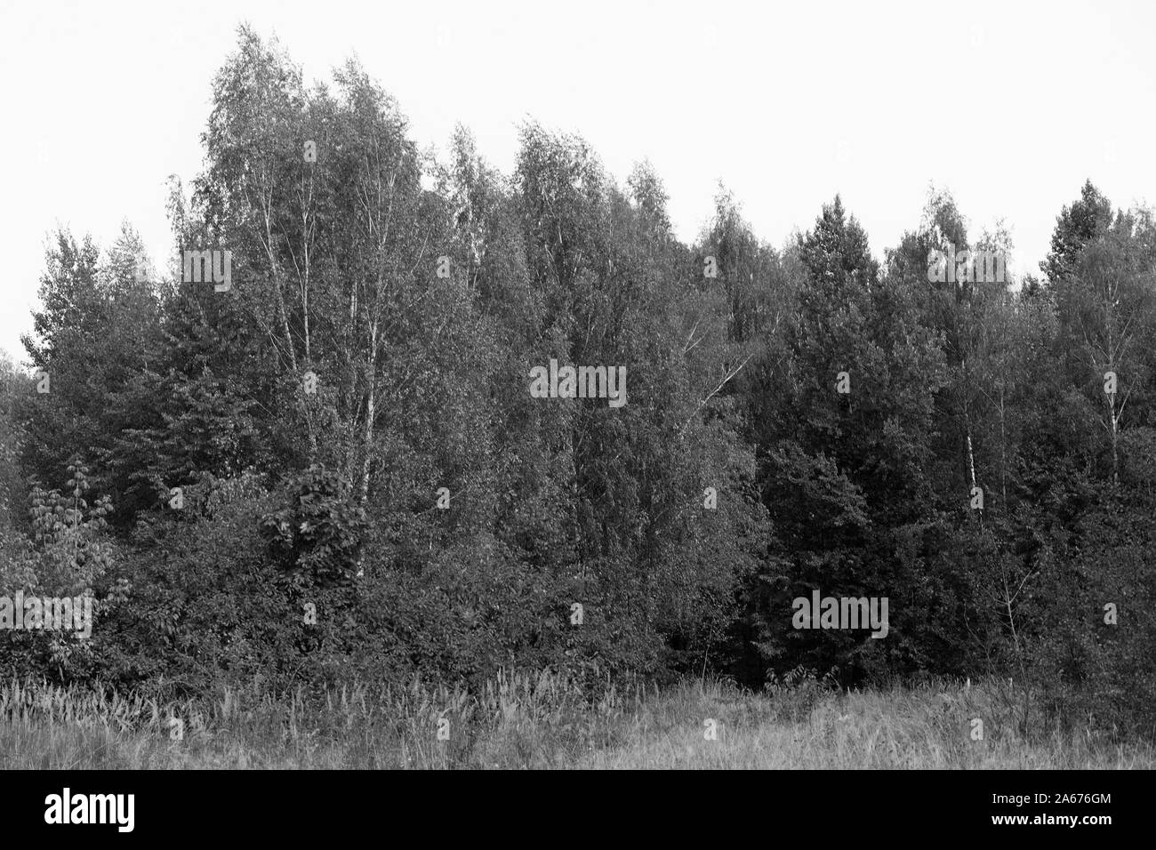 Monocromatico paesaggio forestale in autunno la mattina. Sfondo naturale in bianco e nero Foto Stock