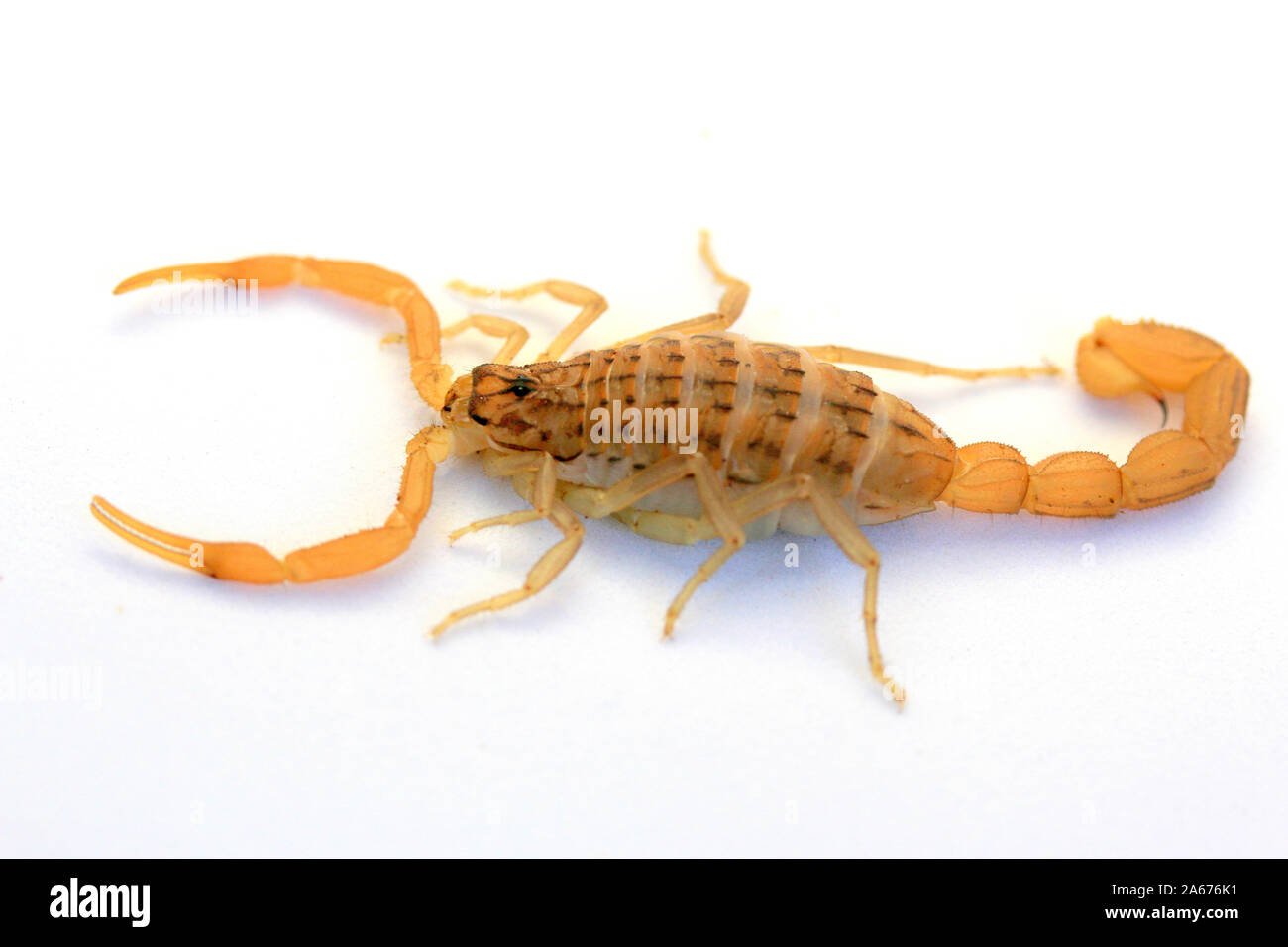 Scorpione mediterraneo, Mesobuthus gibbosus Foto Stock