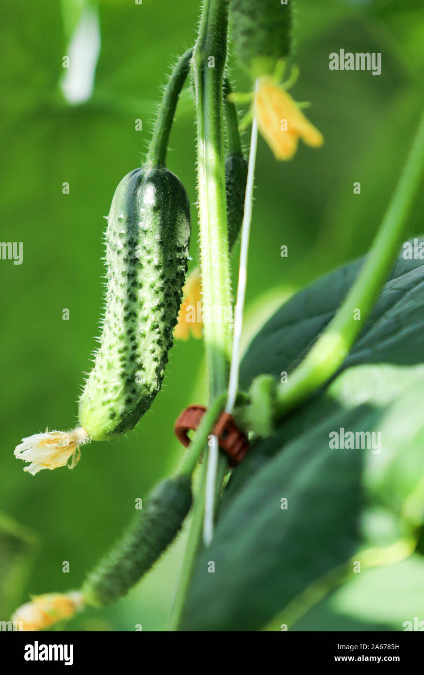 Cetriolo in warm house Foto Stock