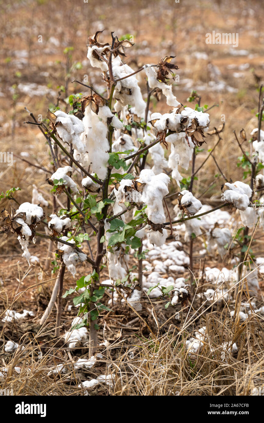 Primo piano della pianta di cotone durante la mietitura nel Mato Grosso farm plantation, Brasile.Concetto di produzione, agricoltura, sostenibilità, economia, ambiente Foto Stock