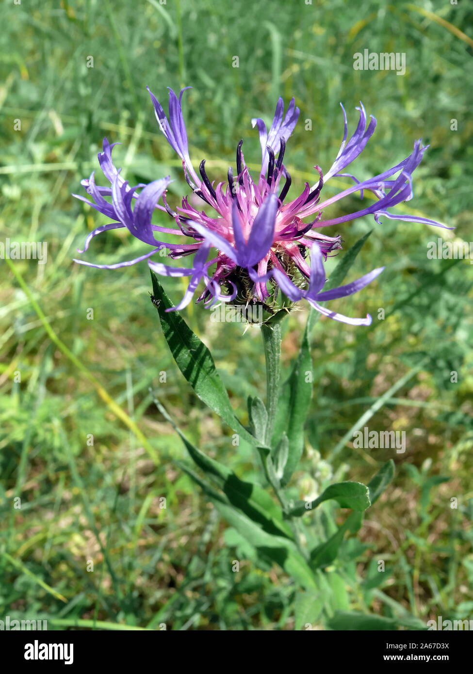 Flockenblumen, Centaurea sp., imola Foto Stock