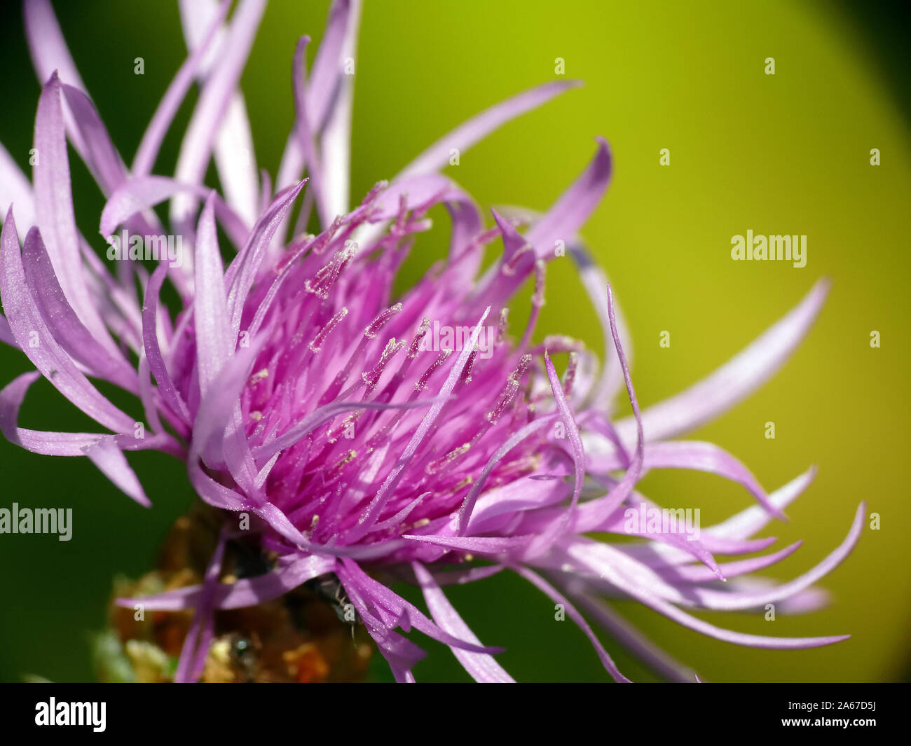 Flockenblumen, Centaurea sp., imola Foto Stock