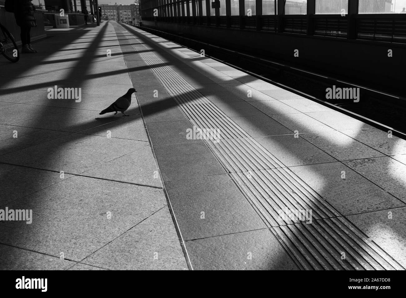 Pigeon su S-Bahn Bahnhof Schöneberg Berlino Foto Stock