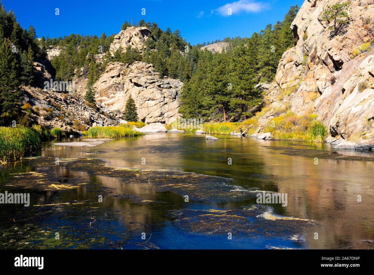 Colore di autunno sulle sorgenti del South Platte River in undici Mile Canyon Colorado Foto Stock