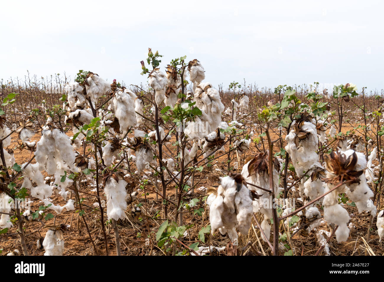 Primo piano della pianta di cotone durante la mietitura nel Mato Grosso farm plantation, Brasile. Concetto di produzione, agricoltura, sostenibilità economica. Foto Stock