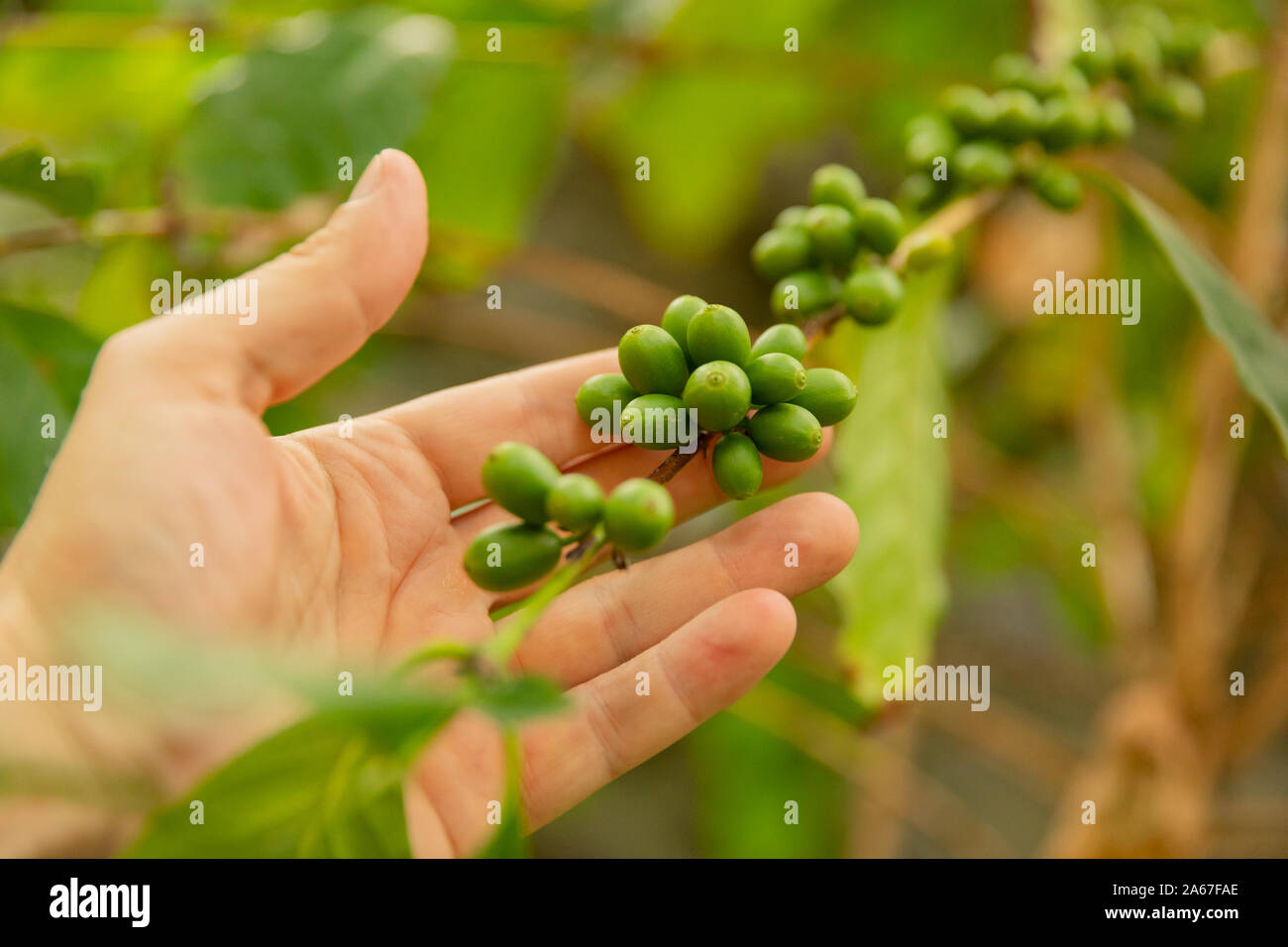 Primo piano di Man Hand che tiene frutta fresca di caffè su Twig Foto Stock