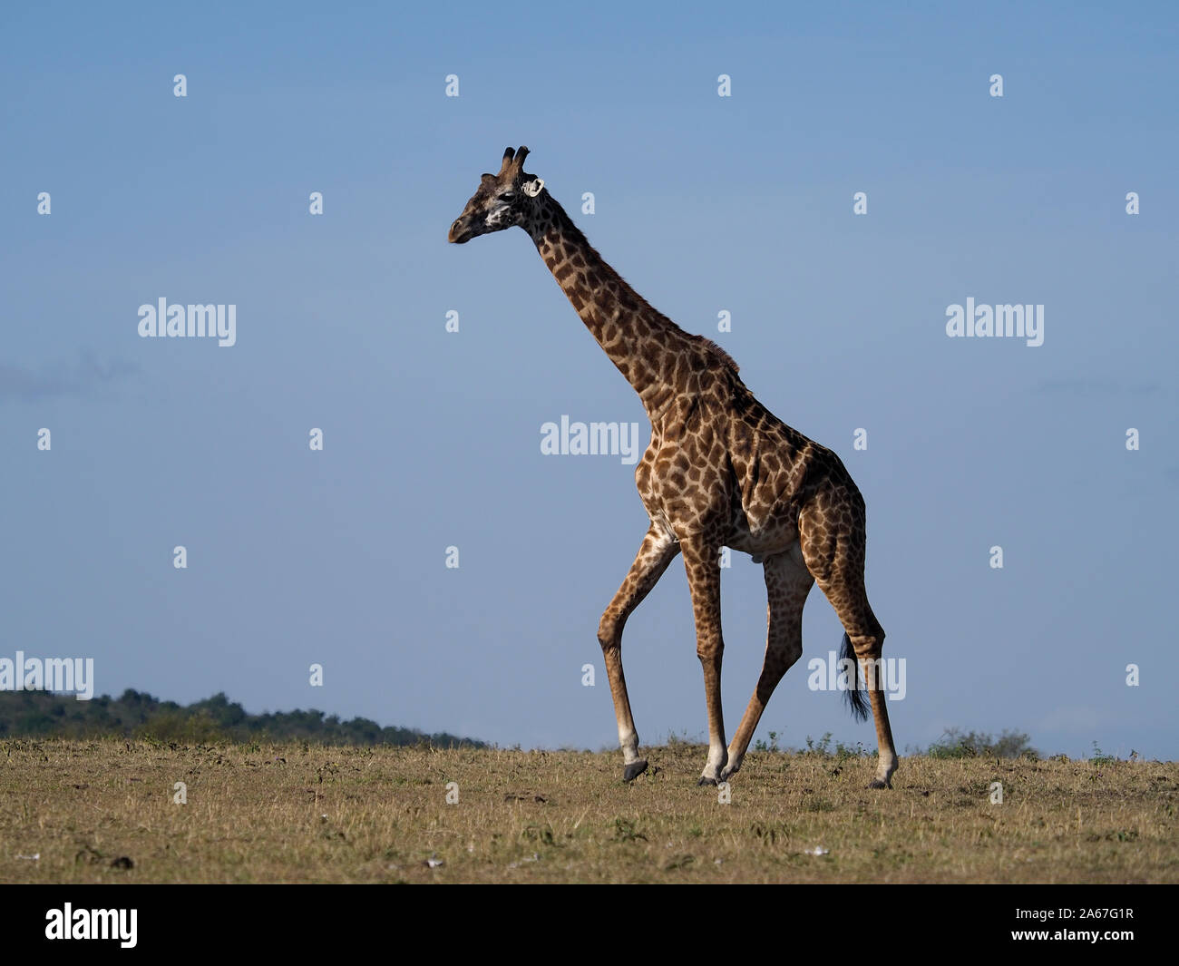 Masai o maasai giraffe, Giraffa tippelskirchi, unico mammifero, Kenya, Settembre 2019 Foto Stock