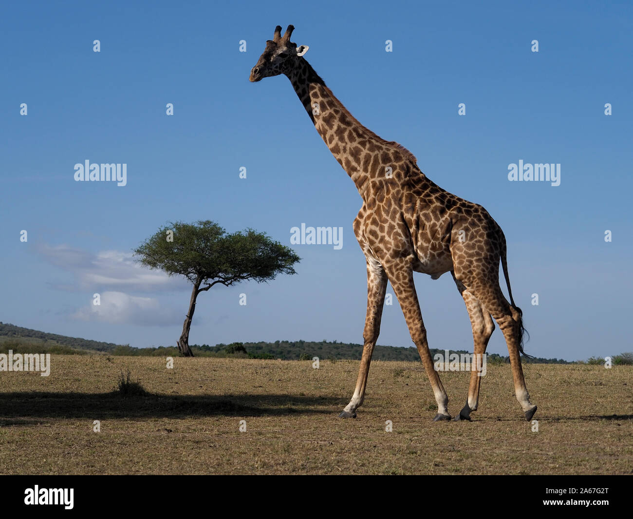 Masai o maasai giraffe, Giraffa tippelskirchi, unico mammifero, Kenya, Settembre 2019 Foto Stock