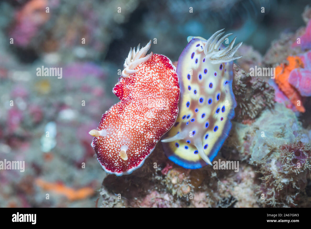 Nudibranchi- Goniobranchus kueiei [prima Chromodoris kuniei] e Goniobranchus reticulatus [sinistra]. Lembeh strait, Nord Sulawesi, Indonesia. Foto Stock