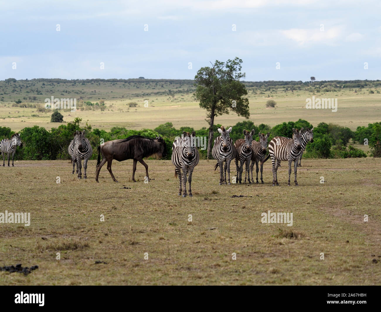 Le pianure o comuni o zebra, Equus quagga, piccolo gruppo di mammiferi, Kenya, Settembre 2019 Foto Stock