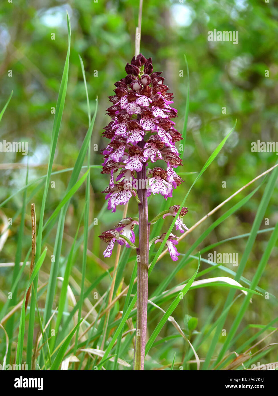 Lady orchid, Purpur-Knabenkraut, Orchis purpurea, bíboros kosbor Foto Stock