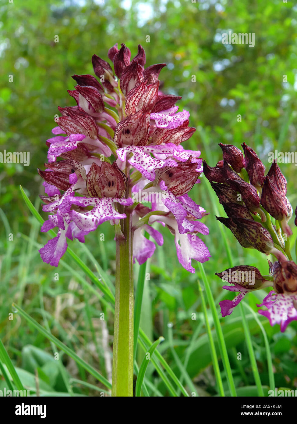 Lady orchid, Purpur-Knabenkraut, Orchis purpurea, bíboros kosbor Foto Stock