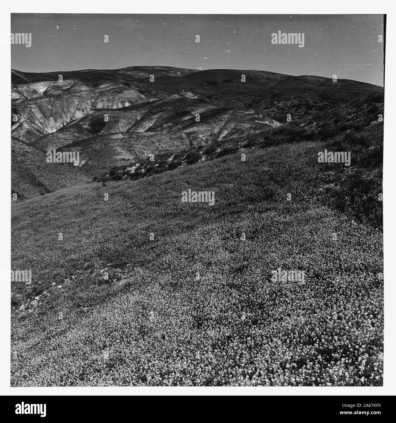 Fiori Selvatici della Palestina. Campo di rosa di senape, fioritura nel deserto come il Rose (Erucaria aleppica Gaertn.) Foto Stock