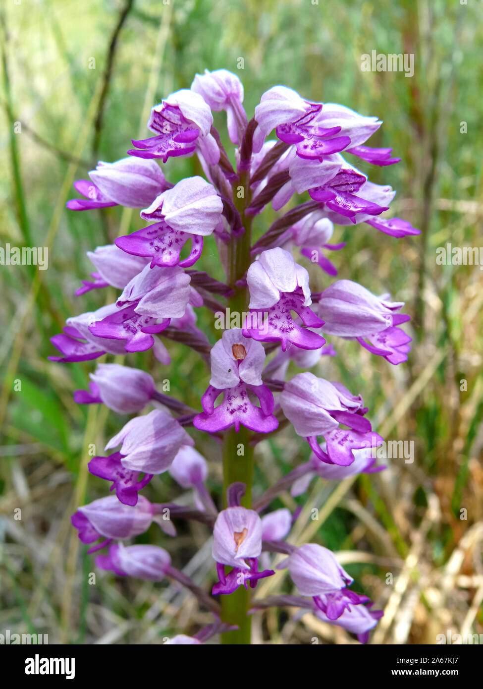 Orchidea militare, Helm-Knabenkraut, Orchis militaris, vitézkosbor Foto Stock