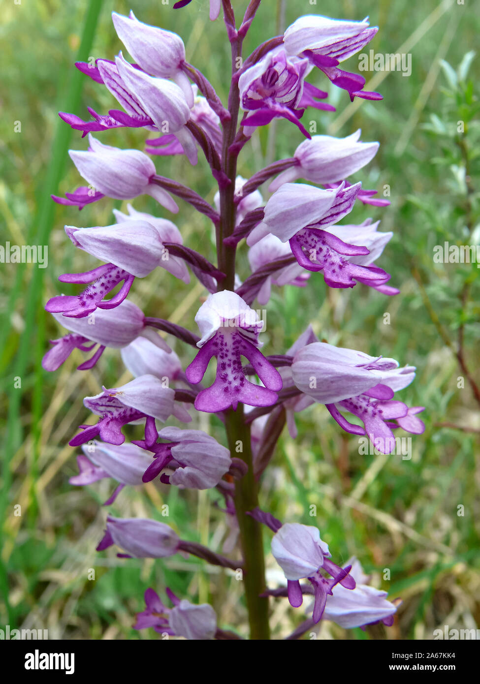 Orchidea militare, Helm-Knabenkraut, Orchis militaris, vitézkosbor Foto Stock