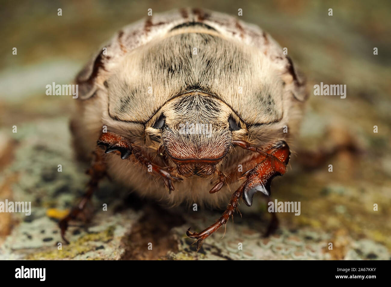 Vista frontale di un (Cockchafer Melolontha melolontha) appoggiato sul tronco di albero. Tipperary, Irlanda Foto Stock