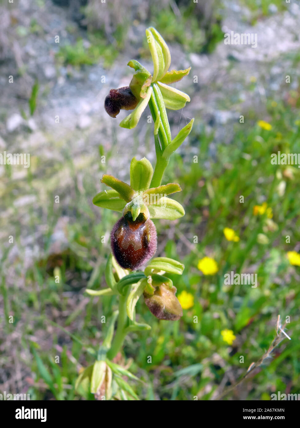 Inizio spider-orchid Große Spinnen-Ragwurz, Spinnen-Ragwurz, Ophrys sphegodes, pókbangó Foto Stock