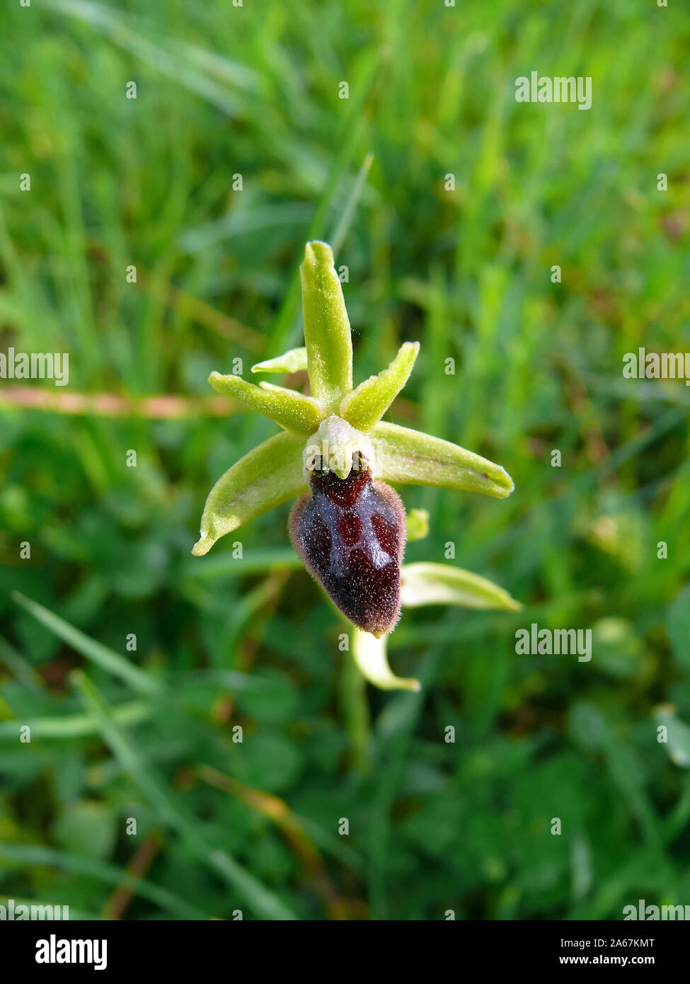 Inizio spider-orchid Große Spinnen-Ragwurz, Spinnen-Ragwurz, Ophrys sphegodes, pókbangó Foto Stock
