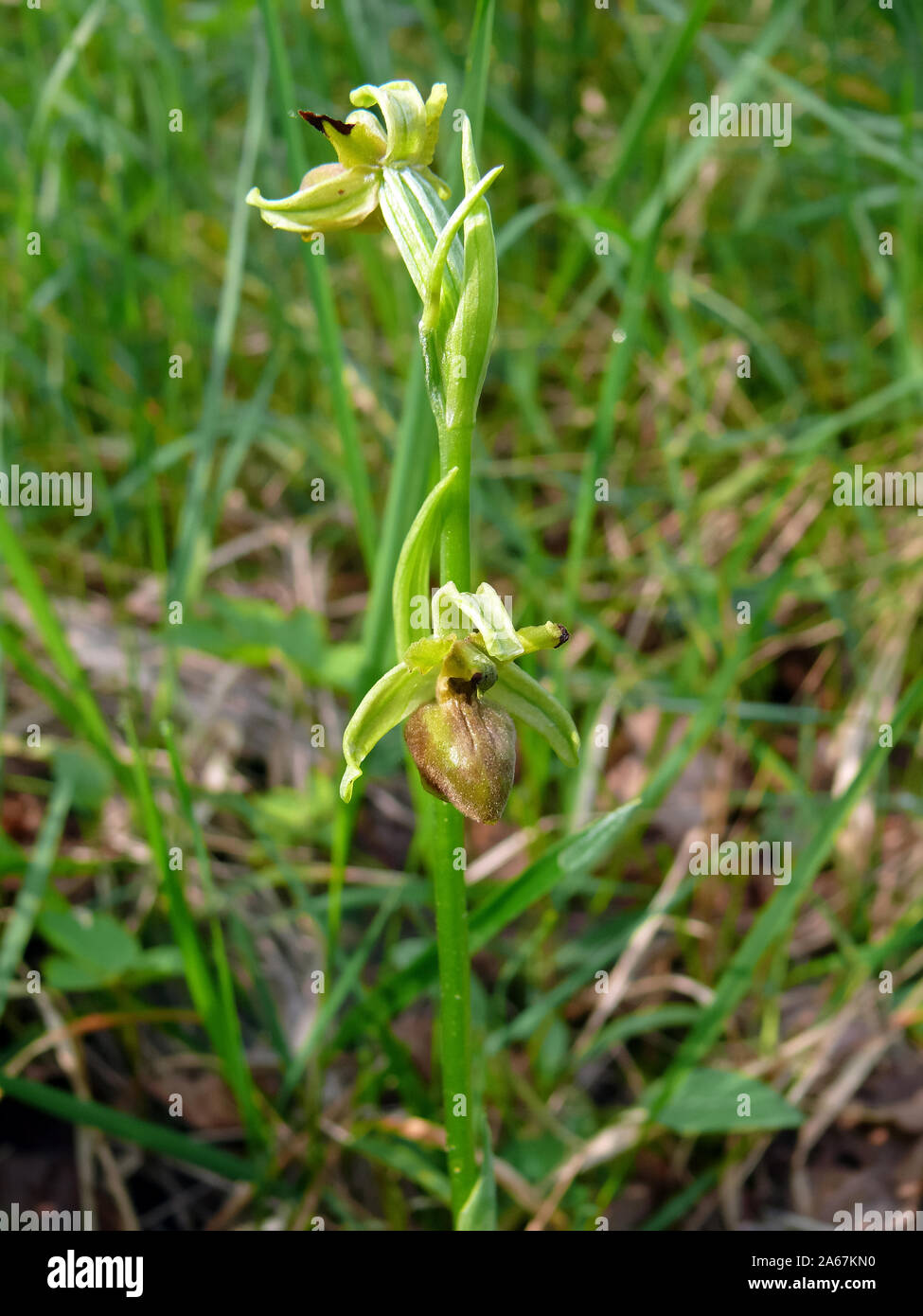 Inizio spider-orchid Große Spinnen-Ragwurz, Spinnen-Ragwurz, Ophrys sphegodes, pókbangó Foto Stock