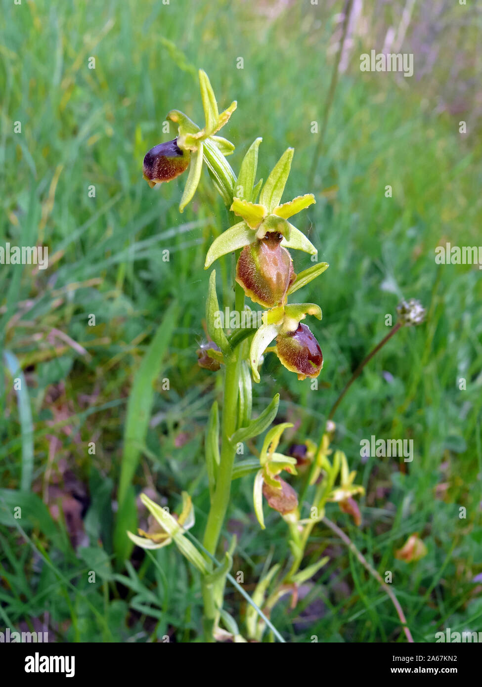 Inizio spider-orchid Große Spinnen-Ragwurz, Spinnen-Ragwurz, Ophrys sphegodes, pókbangó Foto Stock