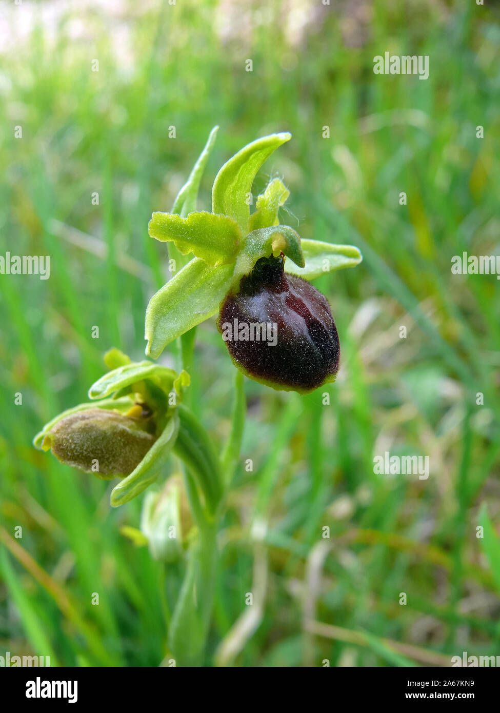 Inizio spider-orchid Große Spinnen-Ragwurz, Spinnen-Ragwurz, Ophrys sphegodes, pókbangó Foto Stock