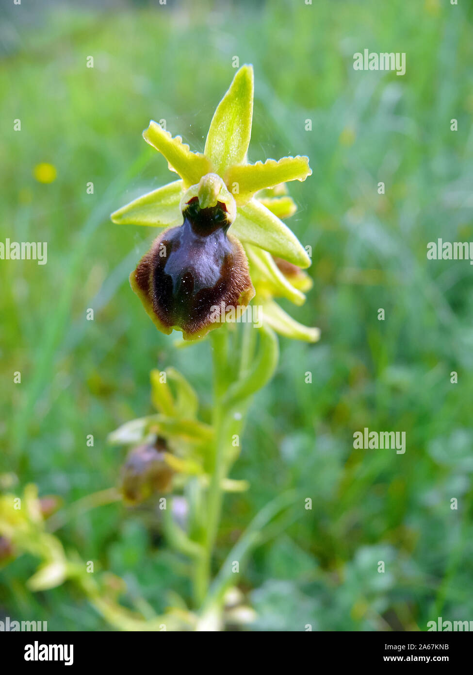 Inizio spider-orchid Große Spinnen-Ragwurz, Spinnen-Ragwurz, Ophrys sphegodes, pókbangó Foto Stock