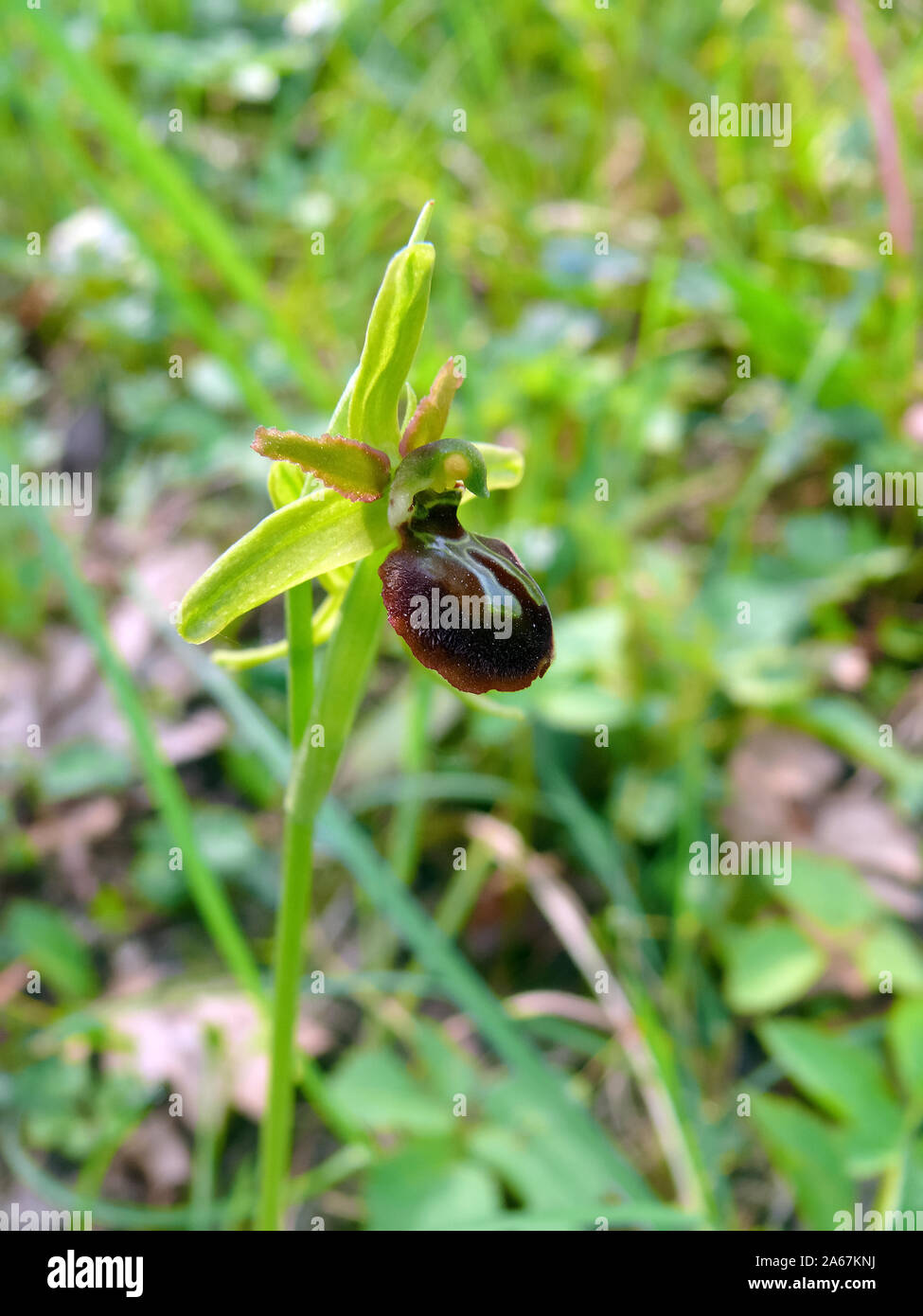 Inizio spider-orchid Große Spinnen-Ragwurz, Spinnen-Ragwurz, Ophrys sphegodes, pókbangó Foto Stock