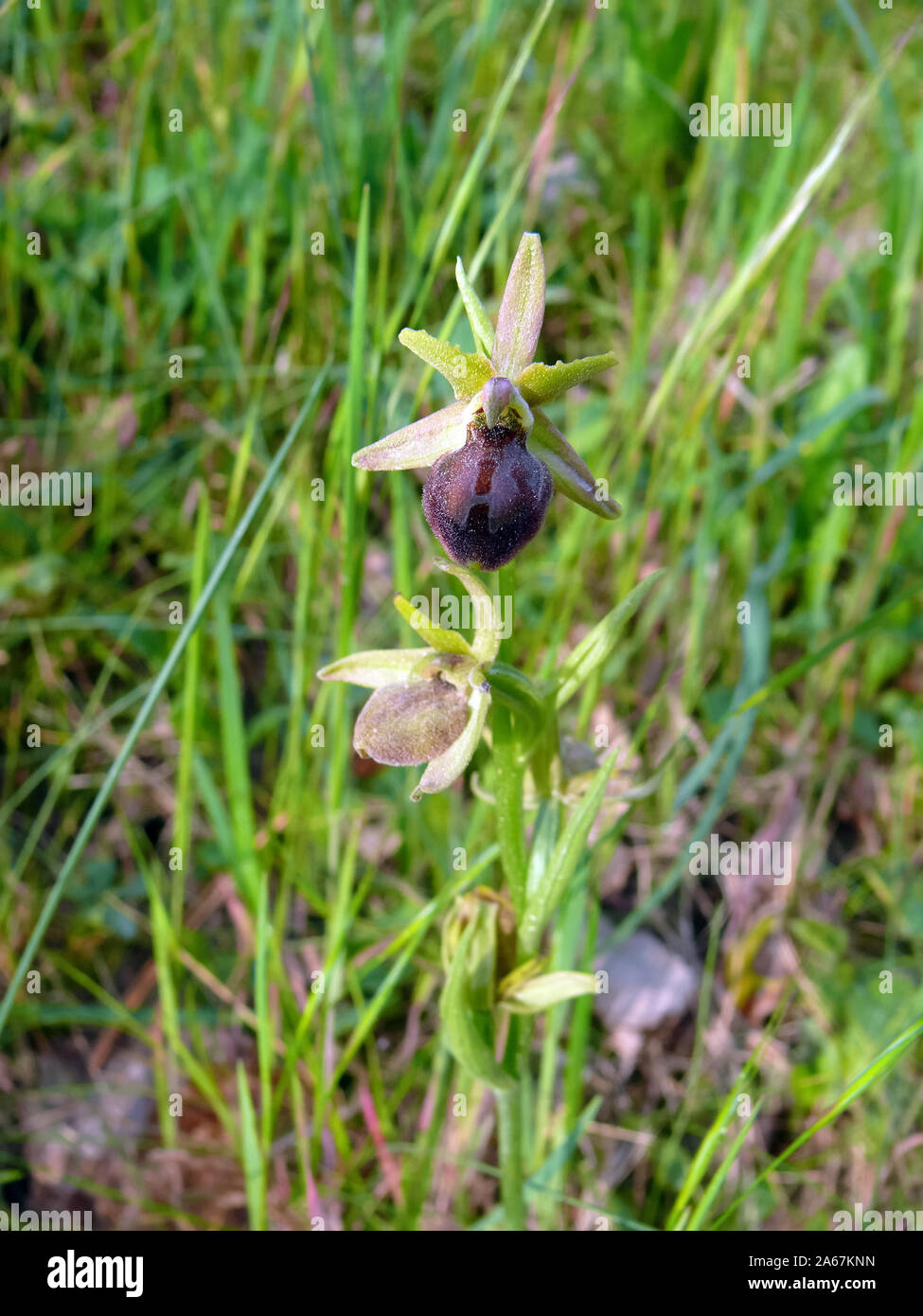 Inizio spider-orchid Große Spinnen-Ragwurz, Spinnen-Ragwurz, Ophrys sphegodes, pókbangó Foto Stock