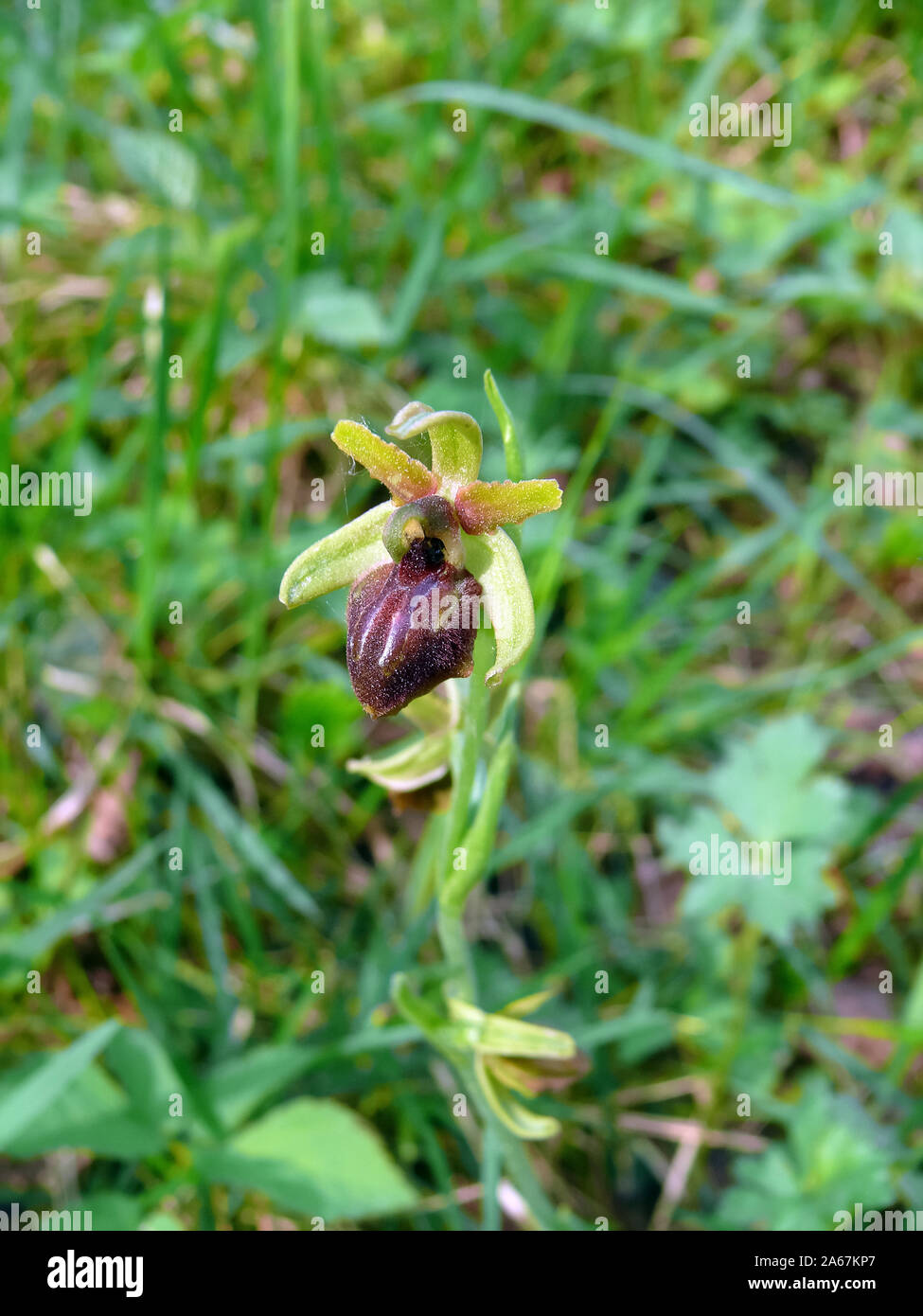 Inizio spider-orchid Große Spinnen-Ragwurz, Spinnen-Ragwurz, Ophrys sphegodes, pókbangó Foto Stock