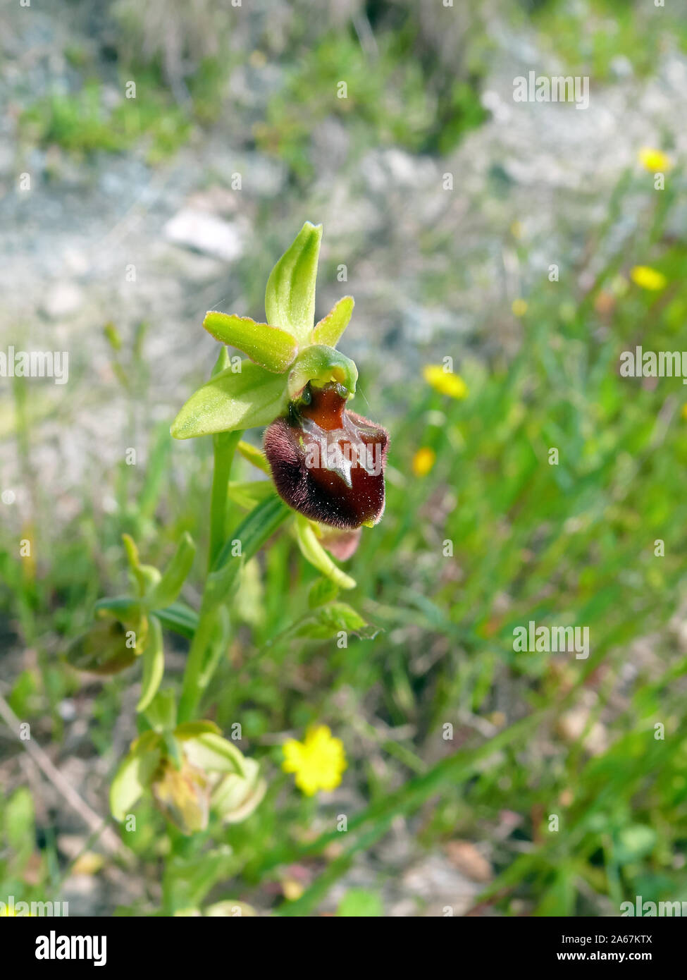 Inizio spider-orchid Große Spinnen-Ragwurz, Spinnen-Ragwurz, Ophrys sphegodes, pókbangó Foto Stock