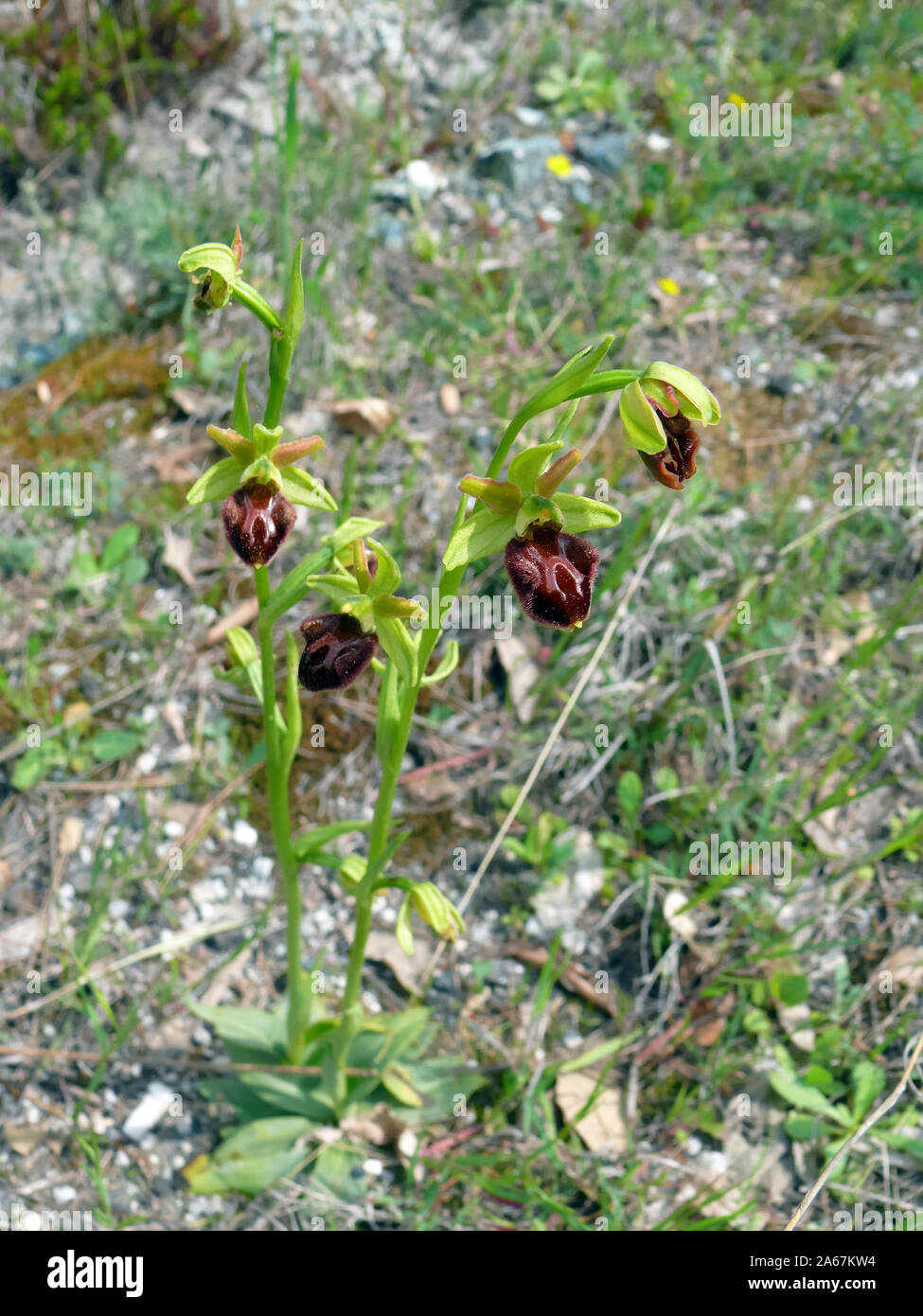 Inizio spider-orchid Große Spinnen-Ragwurz, Spinnen-Ragwurz, Ophrys sphegodes, pókbangó Foto Stock