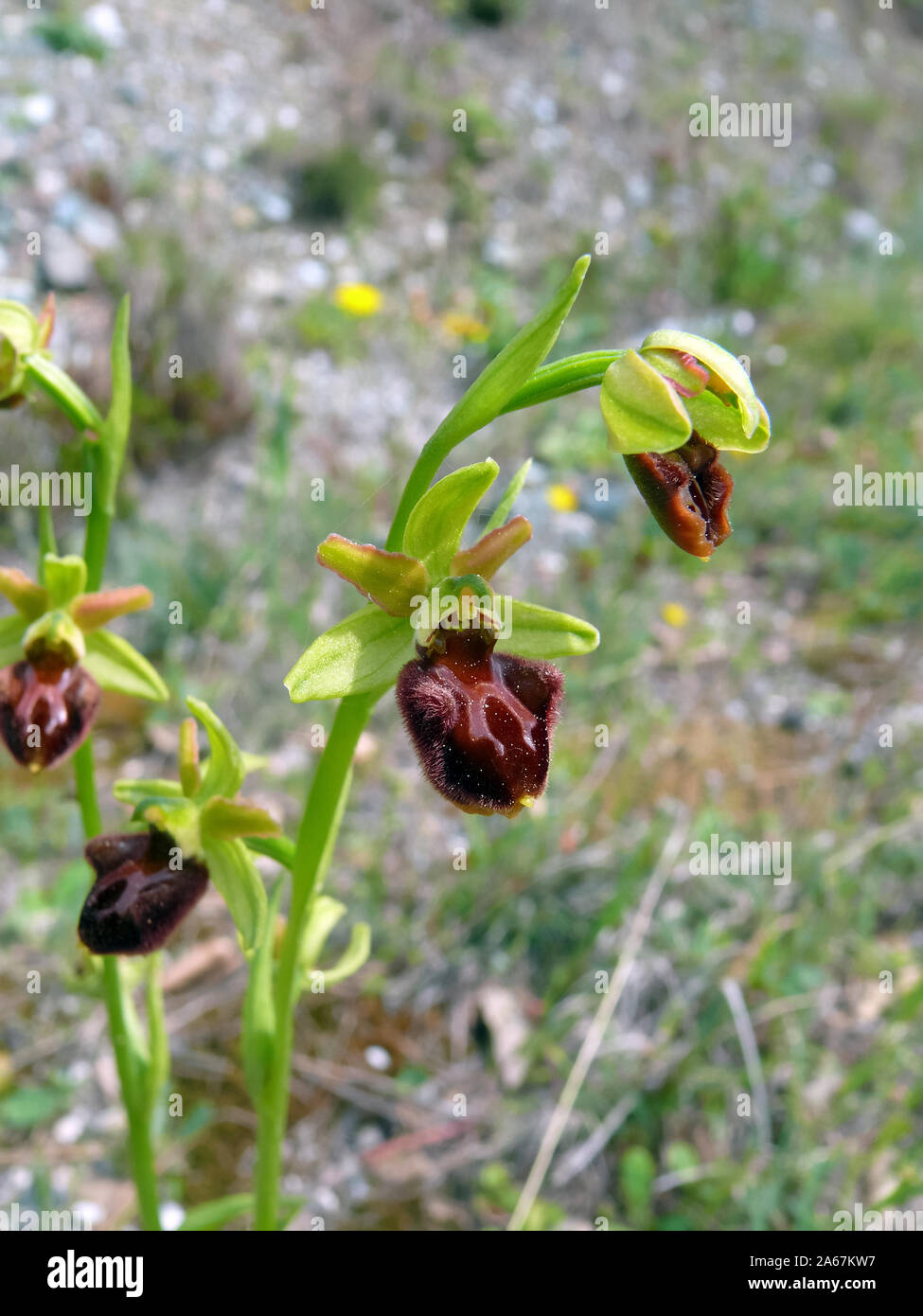 Inizio spider-orchid Große Spinnen-Ragwurz, Spinnen-Ragwurz, Ophrys sphegodes, pókbangó Foto Stock