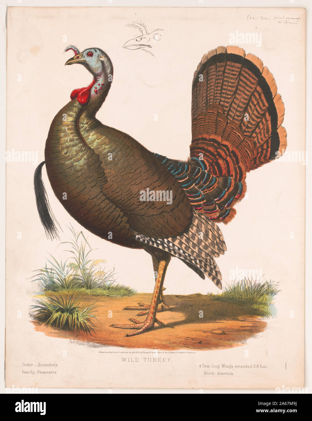 Il tacchino selvatico Abstract: stampa mostra un Wild Turchia, full-length, profilo sinistro con un abbozzo parziale della testa. Foto Stock