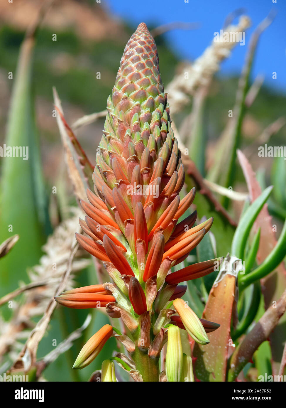Bitter aloe, Kap-Aloe, Aloe ferox, szúrós áloé Foto Stock