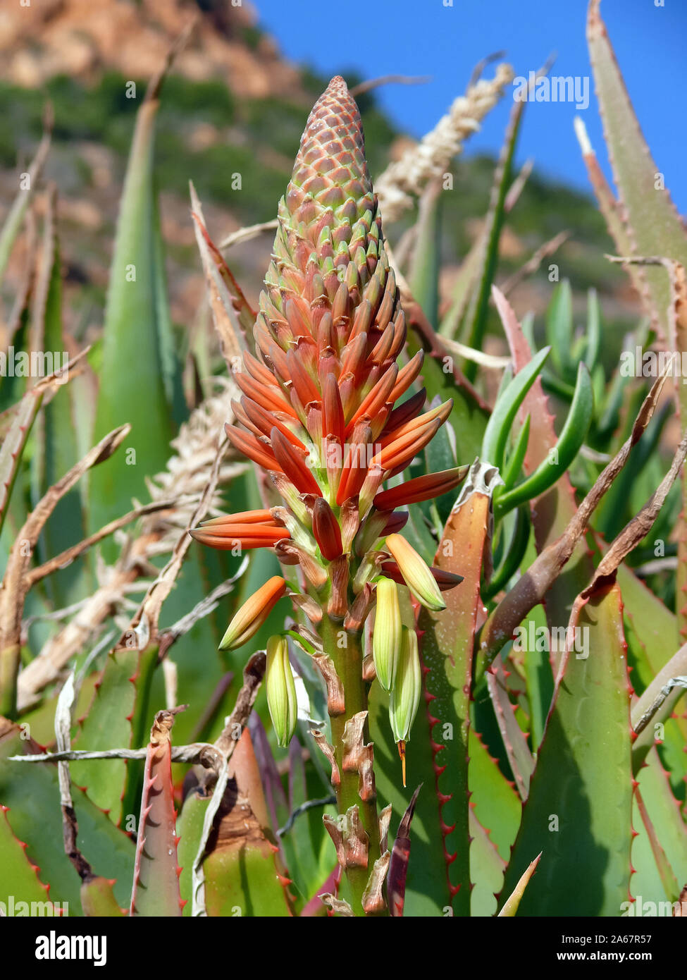 Bitter aloe, Kap-Aloe, Aloe ferox, szúrós áloé Foto Stock