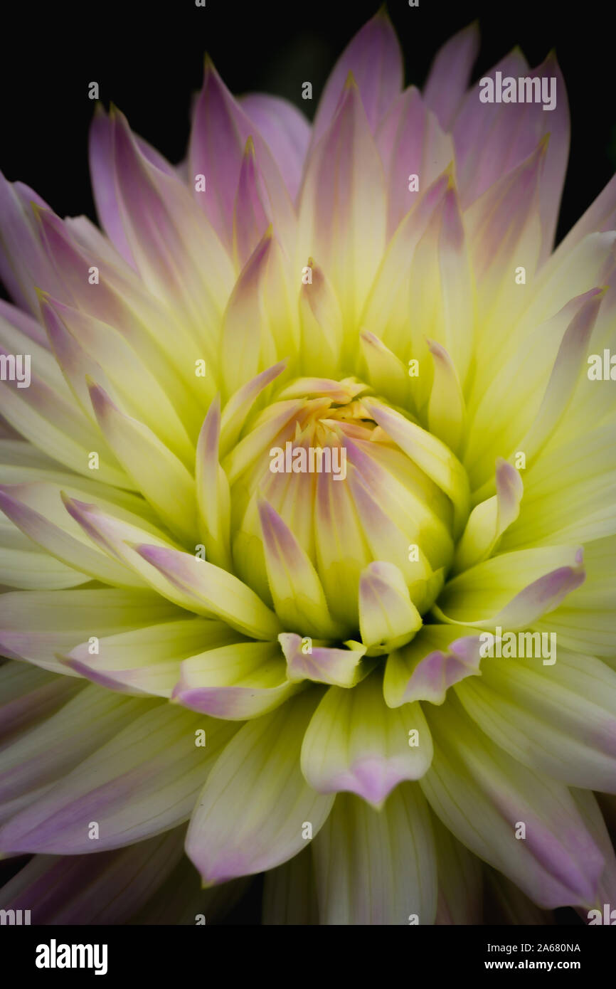 Cacuts Dahlia, macro primo piano di una fioritura di cactus dahlia che mostra la bellezza dei suoi colori e petali Foto Stock