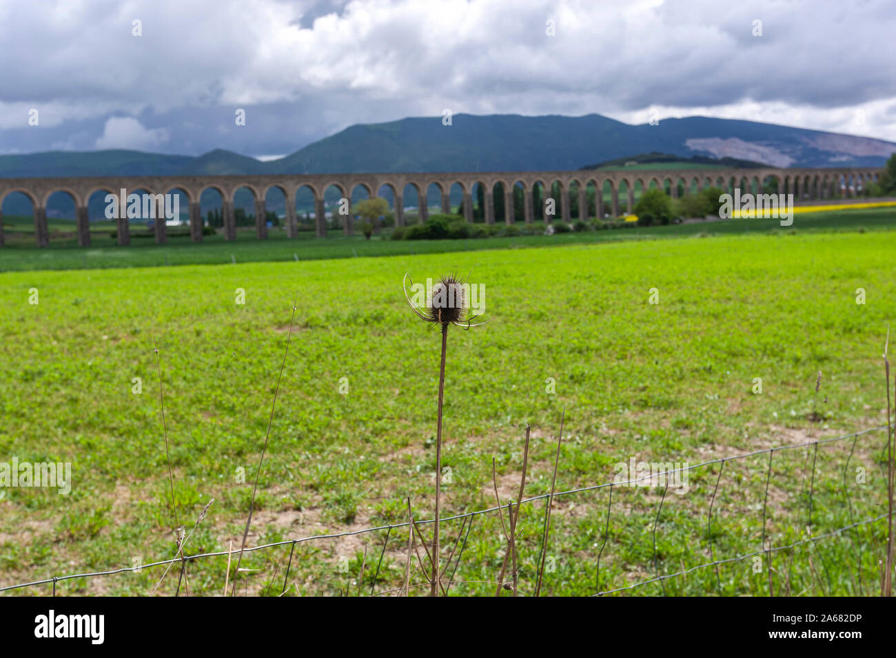 Thistle secco e Acquedotto di Noáin, Noain, Navarra, Spagna Foto Stock